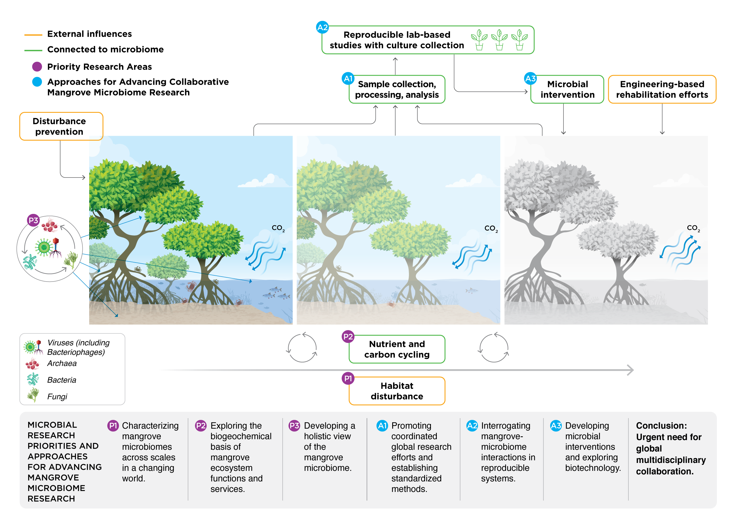 Introducing the Mangrove Microbiome Initiative Identifying Microbial